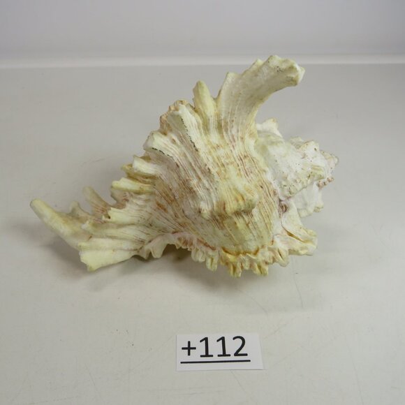 REAL Sea Shell Murex Conch with large fingers 6x5.5x4.5" Great Condition - Picture 4 of 11